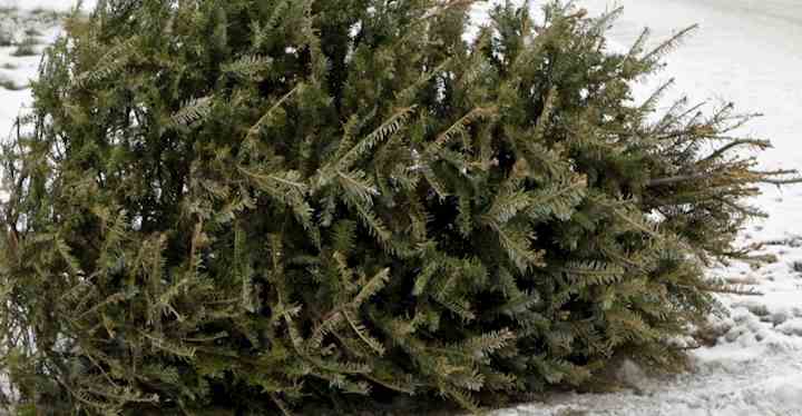 A Christmas tree lying on the ground