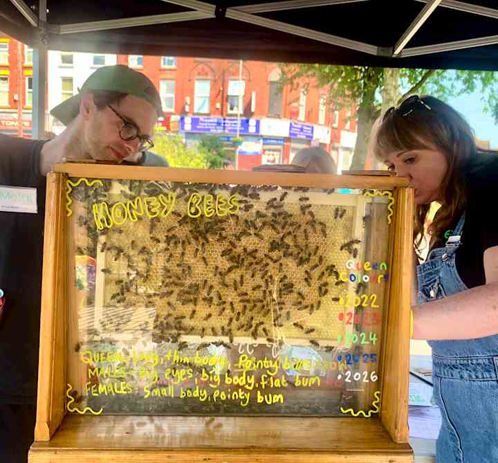 People examining bees