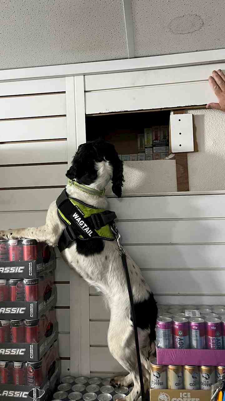 A dog alerting to illicit vapes hidden in a wall